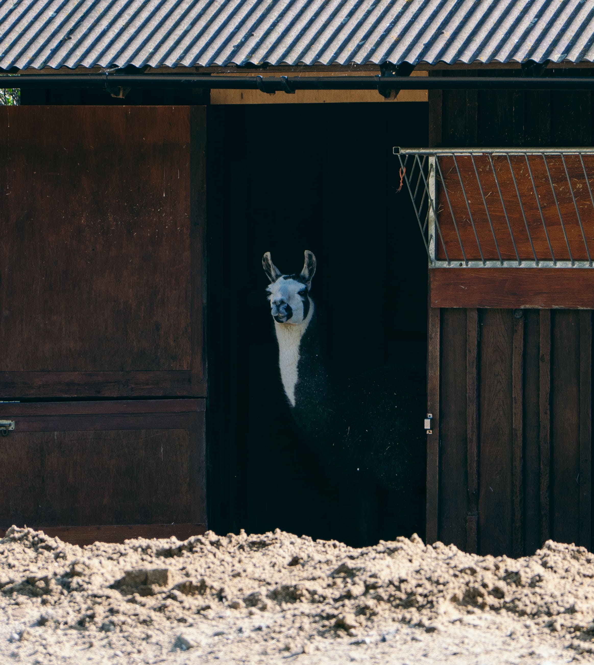 Llama In The Dark